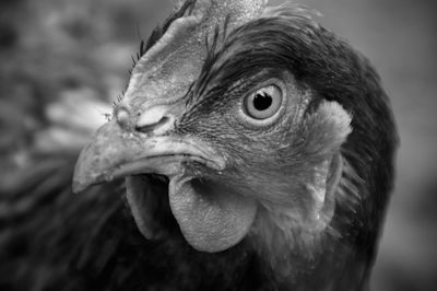 Close-up of a hen looking away