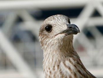 Close-up of seagull