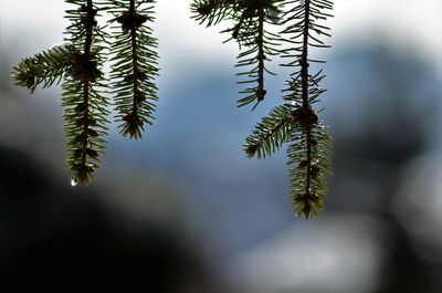 Close-up of pine tree