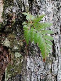 Close-up of moss growing on tree trunk