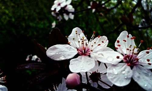 Close-up of fresh white flowers blooming on tree