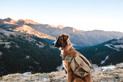 Dog looking at mountain range against sky