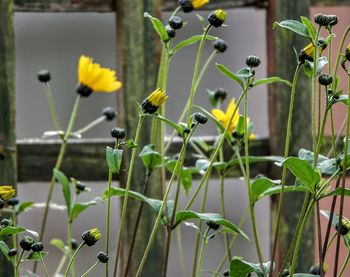 Close-up of yellow flowering plant