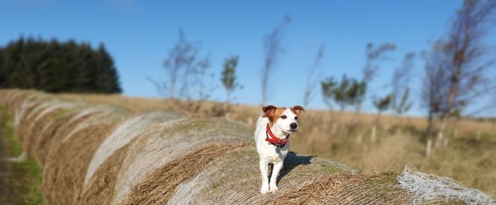 Portrait of dog on field against sky