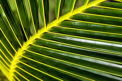 Full frame shot of palm leaves