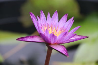 Close-up of pink lotus water lily