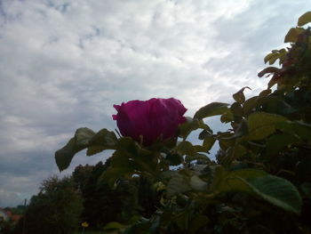 Close-up of red rose against sky