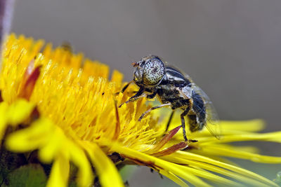 Close-up of insect on yellow flower