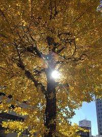 Low angle view of trees against sky