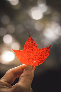 Close-up of hand holding maple leaf during autumn