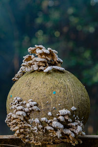 Close-up of mushrooms on tree during winter