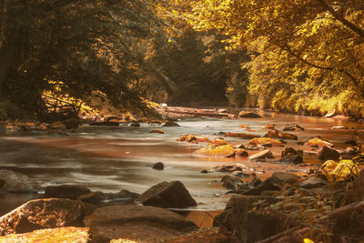 Scenic view of river in forest during autumn