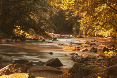 Scenic view of river in forest during autumn river esk