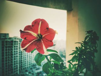 Close-up of red flower blooming outdoors