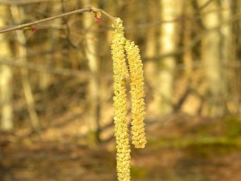 Close-up of yellow flower hanging on tree