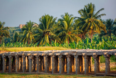 Panoramic shot of palm trees against sky