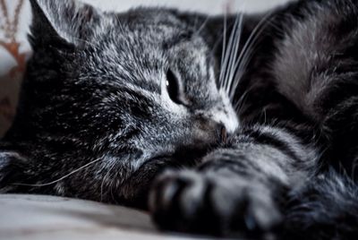 Close-up of cat sleeping