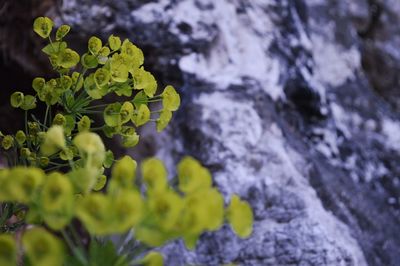 Close-up of yellow flower growing on rock