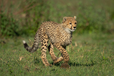 Cheetah cub runs over savannah in sunshine