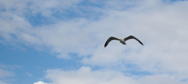 Low angle view of bird flying against sky