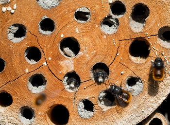 Full frame shot of insect