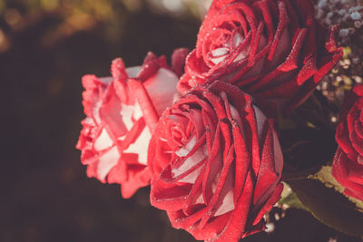 Close-up of red rose flower