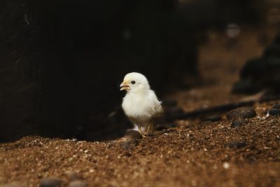 Surface level of baby chicken on sand