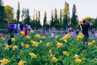 Scenic view of flowering plants on field against sky