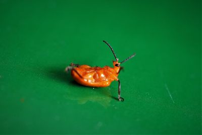 Close-up of insect on leaf