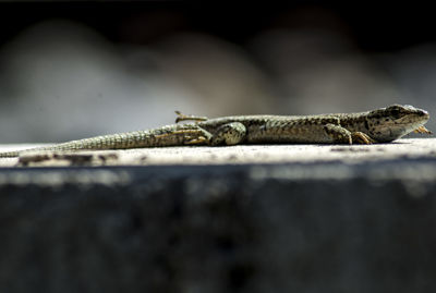 Close-up of lizard