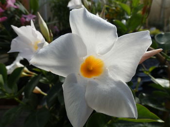 Close-up of white flowering plant