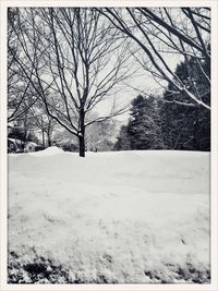 Bare trees on snow covered field