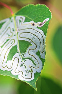 Close-up of butterfly on leaves