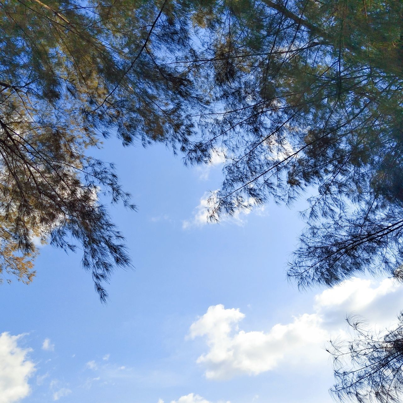 tree, sky, plant, cloud, low angle view, nature, beauty in nature, branch, blue, sunlight, tranquility, no people, scenics - nature, growth, day, outdoors, pine tree, forest, tranquil scene, coniferous tree, pinaceae, leaf, environment, idyllic, backgrounds, pine woodland, directly below, non-urban scene