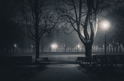Bare trees in foggy weather at night