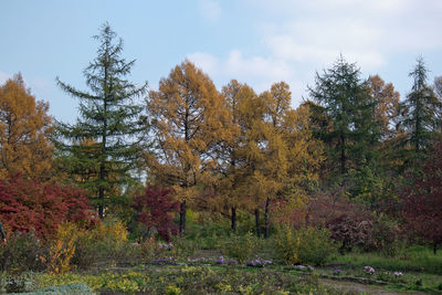 Trees growing on field against sky during autumn