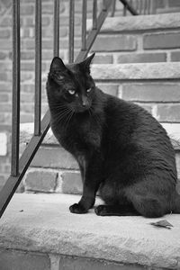 Portrait of black cat sitting on staircase