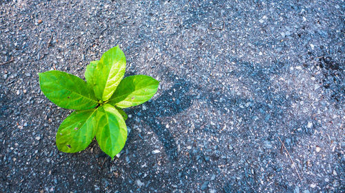 High angle view of plant