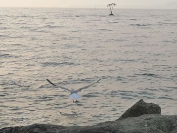 Seagulls flying over sea