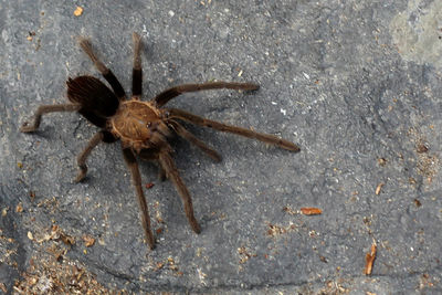 Close-up of spider