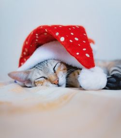 Close-up of a cat sleeping