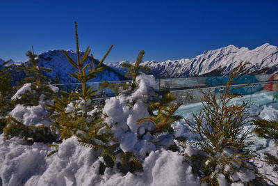 Snow covered plants against blue sky