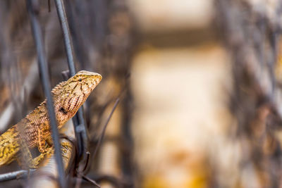 Close-up of lizard