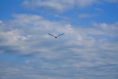 Low angle view of bird flying in sky