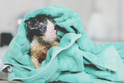 Kitten wrapped in towel