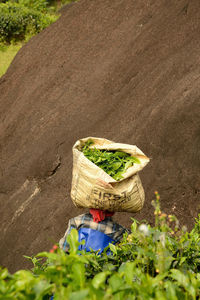 Plant growing in basket on field