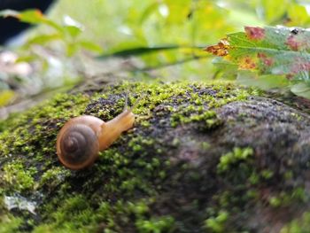 Close-up of snail on leaf