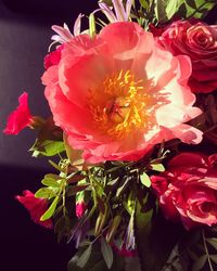 Close-up of pink flowers