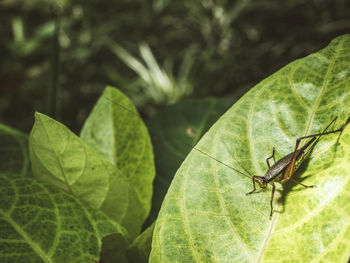 Close-up of insect on leaf