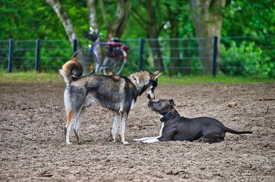 View of two dogs on land